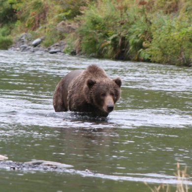 Kodiak Brown Bear and Coho Salmon Fishing