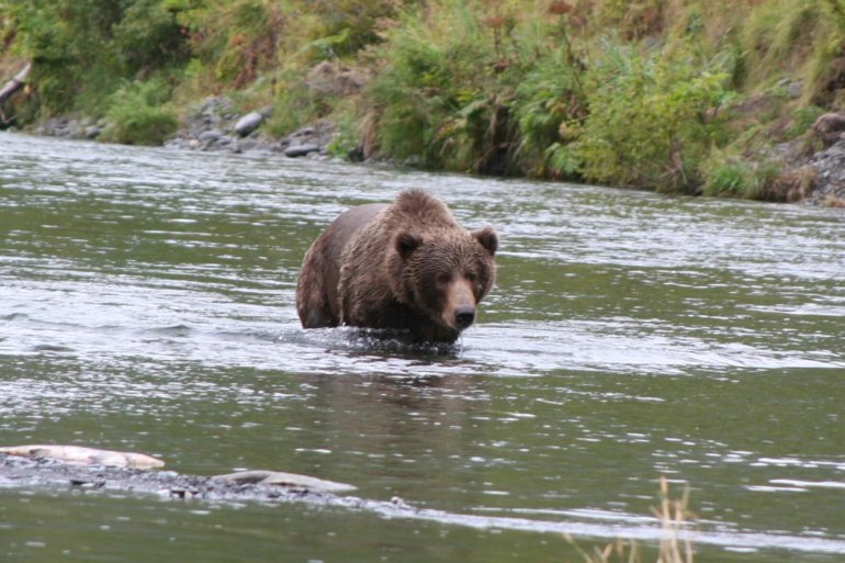Kodiak Brown Bear and Coho Salmon Fishing