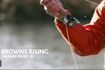 brown trout owyhee fly fishing