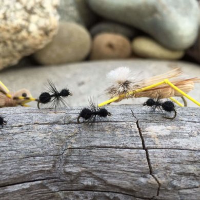 best trout fly ant