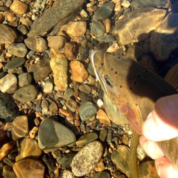 idaho cutthroat trout