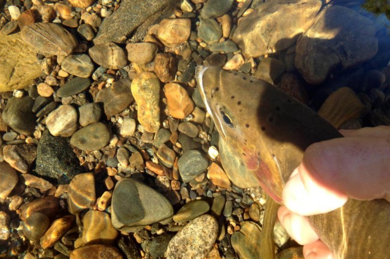 idaho cutthroat trout