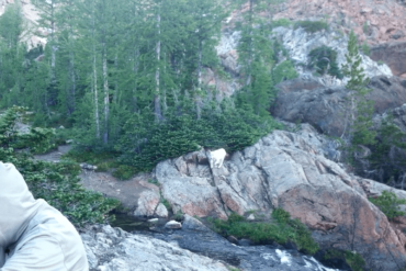 mountain goat kid lake in galls