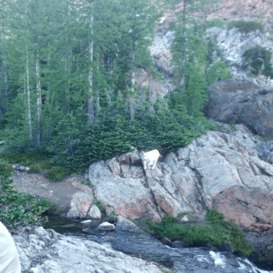 mountain goat kid lake in galls