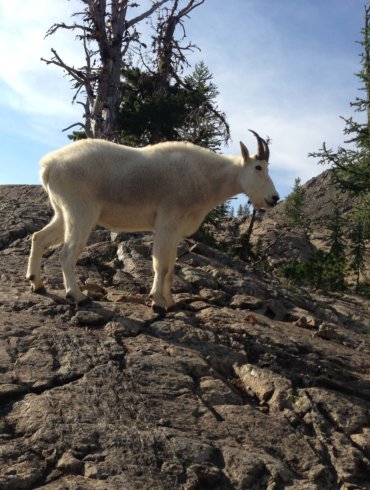mountain goat in galls