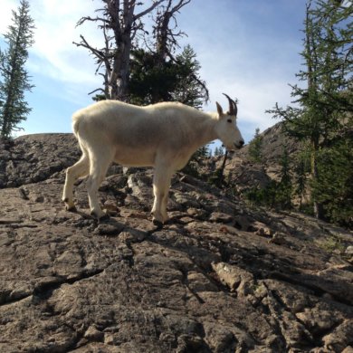mountain goat in galls