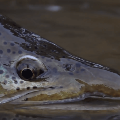 obsession big brown trout