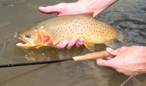 fly fishing combos trout