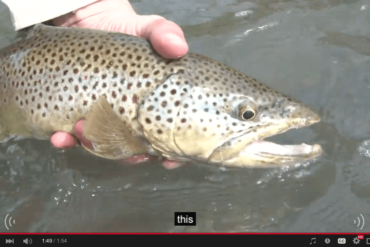 fly-fishing-brown-trout
