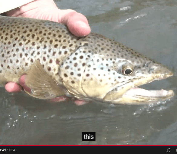 fly-fishing-brown-trout