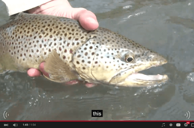fly-fishing-brown-trout