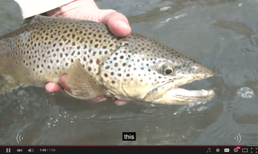fly-fishing-brown-trout