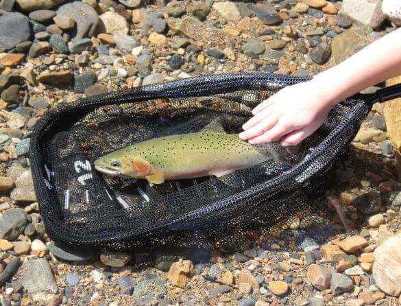 This best fishing net for fly fishing shows a cutthroat trout in the water in the net with a child's hand.