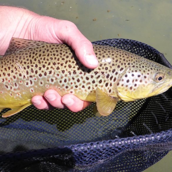 fly fishing nets