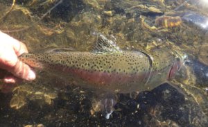 redington review trout catch