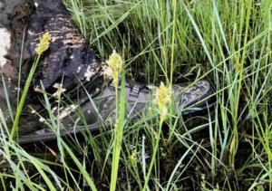This photo shows the Cabela's Instinct Pursuitz hunting boot in the grass and a puddle of water.