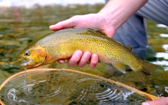 This photo shows an Idaho cutthroat trout caught by a fisherman wearing the Orvis Ultralight Convertible Wader.