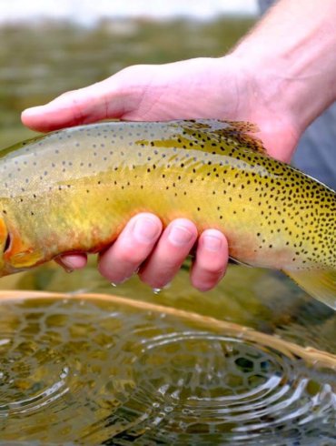 This photo shows a cutthroat trout caught by a fisherman wearing the men's Orvis Ultralight Convertible Waders.