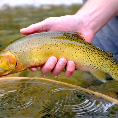 This photo shows a cutthroat trout caught by a fisherman wearing the men's Orvis Ultralight Convertible Waders.