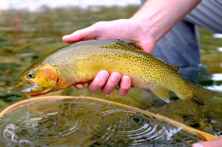 This photo shows a cutthroat trout caught by a fisherman wearing the men's Orvis Ultralight Convertible Waders.