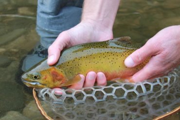 This photo shows a fly fisher wearing the Orvis Ultralight Wading Boots while holding a cutthroat trout.