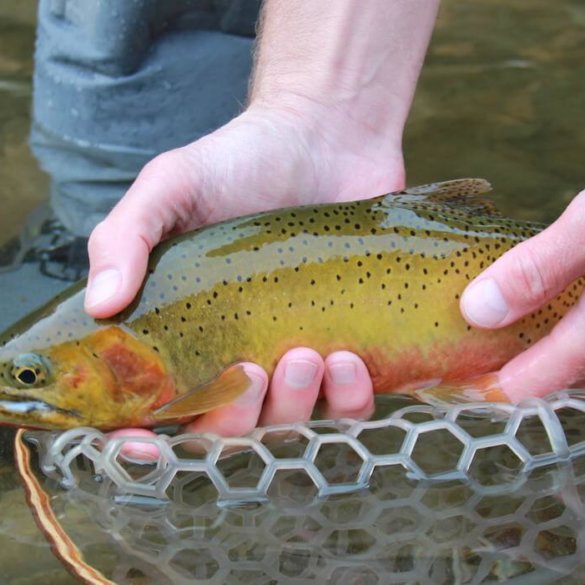 This photo shows a fly fisher wearing the Orvis Ultralight Wading Boots while holding a cutthroat trout.