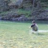 This image shows a fly fisher wading in a river while fishing with a fly rod and reel combo.