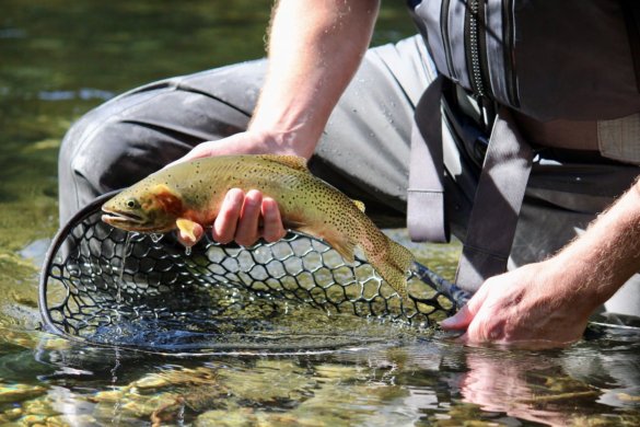 This photo shows the author wearing the Patagonia Swiftcurrent Expedition Zip-Front Waders while showing a cutthroat trout caught while testing the waders.