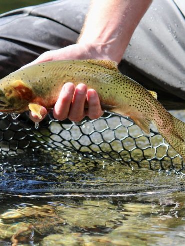 This photo shows the author using the Fishpond Nomad Mid-Length Net with a cutthroat trout.