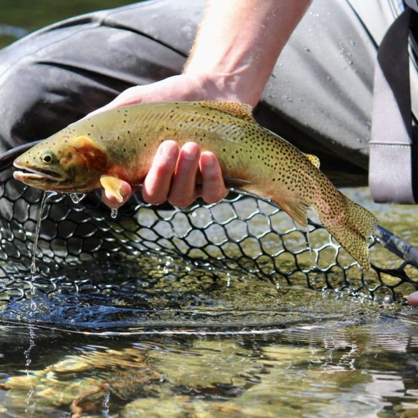 This photo shows the author using the Fishpond Nomad Mid-Length Net with a cutthroat trout.