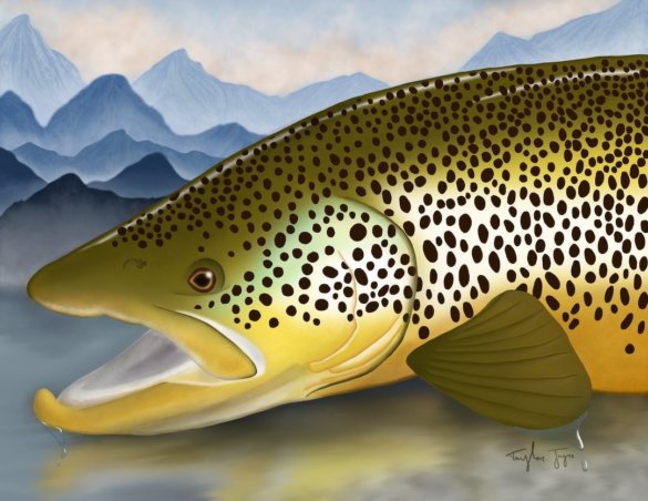 This fly fishing gift photo shows a 'Mountain Brown Trout Print' by Taylor Joyce.