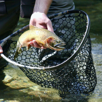 This best fly fishing net photo shows a fly fishing net being tested by the author.
