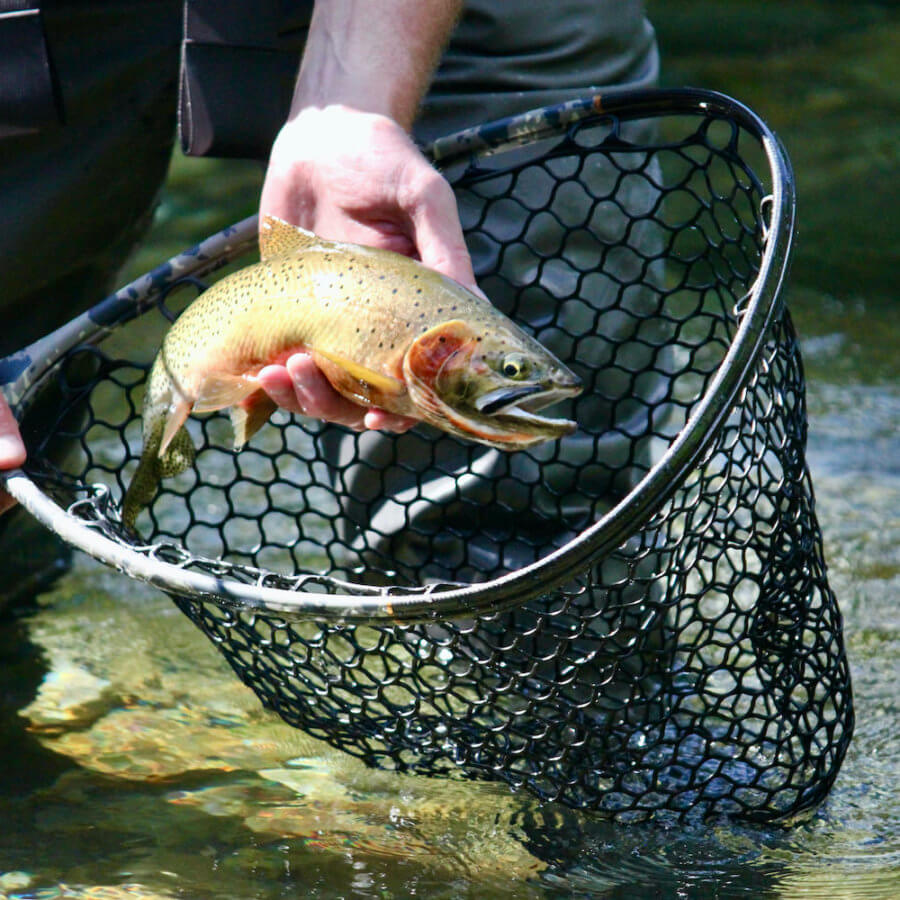 10 Best Fly Fishing Rod & Reel Combos for the Money Man Makes Fire