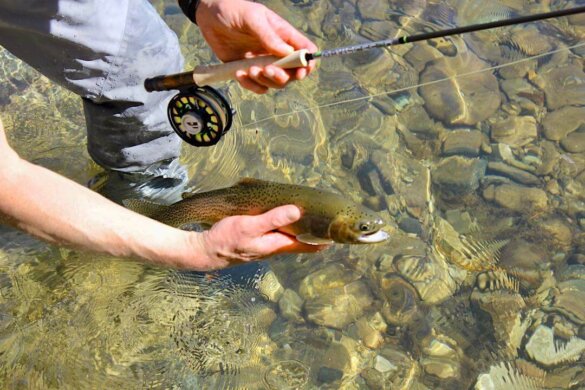 Author with cutthroat trout next to Orvis Recon fly rod and Hydros reel.