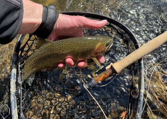 Cutthroat trout caught by author in fly fishing net next to Orvis Recon fly rod and Hydros reel.