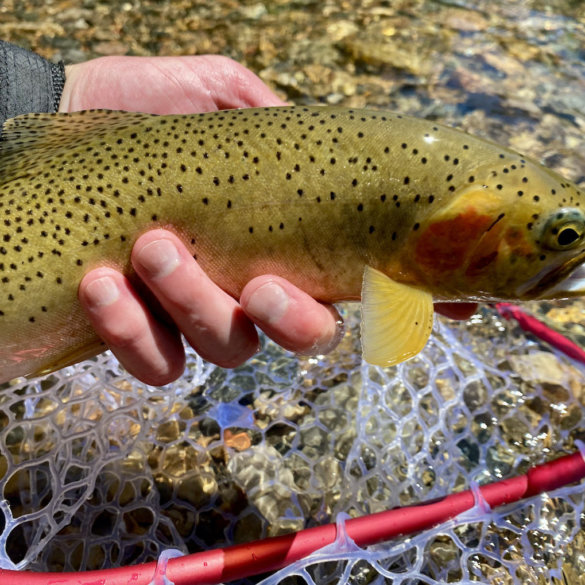 This review and testing photo shows the Rising Brookie Net with a cutthroat trout.
