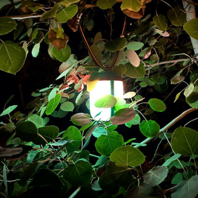This review photo shows the BioLite AlpenGlow 500 hanging in an aspen tree at night.