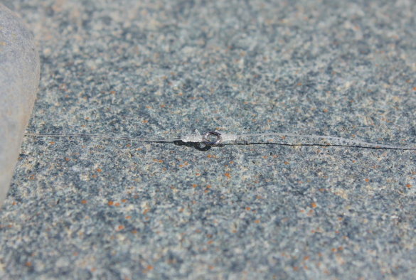 This photo shows a tippet ring tied to a leader and tippet with a stand clinch fishing knot.