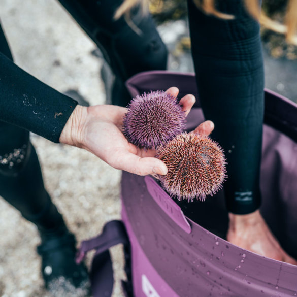 This photo shows the YETI Nordic Purple M30 Soft Cooler with sea urchins near it.
