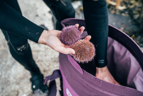 This photo shows the YETI Hopper M30 Soft Cooler in the Nordic Purple color option with purple sea urchins.