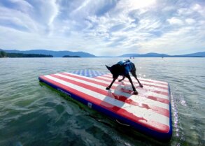 This photo shows a dog standing on an inflatable dock on a lake during the testing and review process for this best inflatable floating docks and swim platforms buying guide.