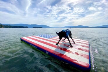 This photo shows a dog standing on an inflatable dock on a lake during the testing and review process for this best inflatable floating docks and swim platforms buying guide.