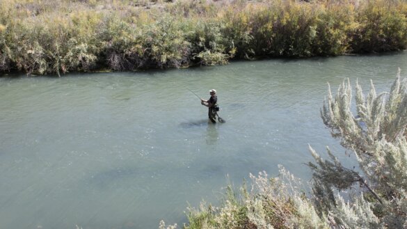 Author wades in the Owyhee River in Oregon while fishing for brown trout. 