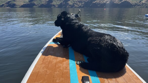 A labrador retriever laying on the front portion of an inflated BOTE WULF Aero iSUP while paddle boarding.